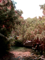 An oasis in the desert of our dreams